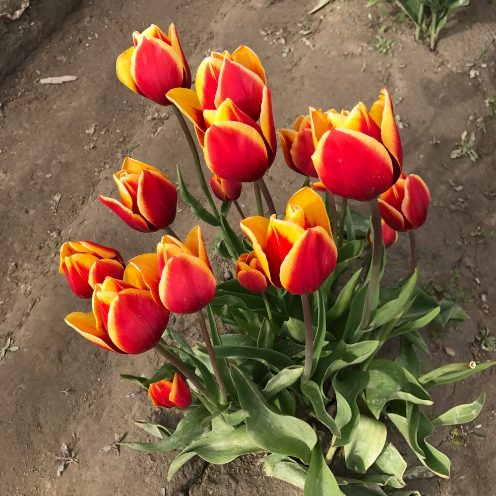 Meet your Posher, Edna